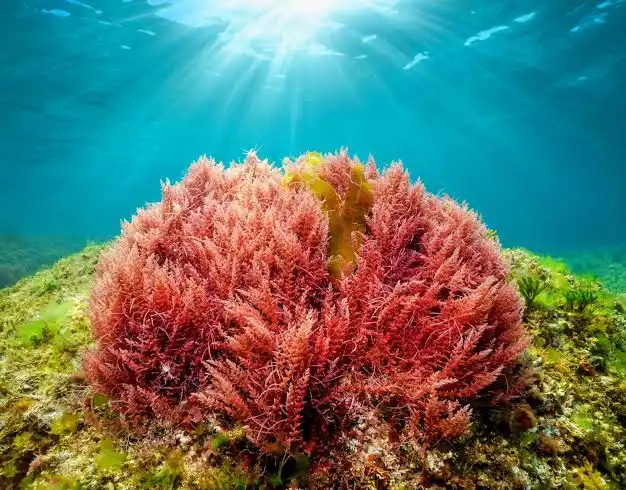 Красные водоросли